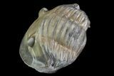 Inflated, Enrolled Isotelus Trilobite - Ohio #68601-2